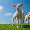 Image result for 羔羊 sheep