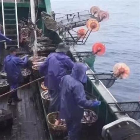 30年等一回 舟山渔民东海捕获比人还高的蓝鳍金枪鱼-浙江新闻-浙江在线
