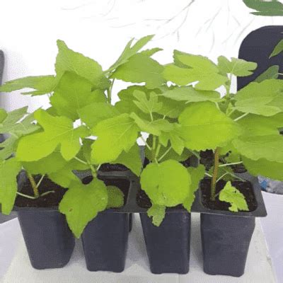 Ajeet Seeds || Tissue Culture