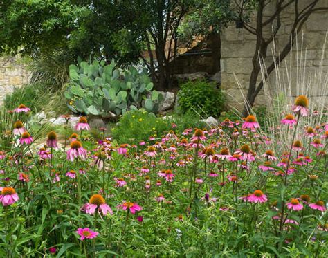 Lady Bird Johnson Wildflower Center - Austin: Get the Detail of Lady ...