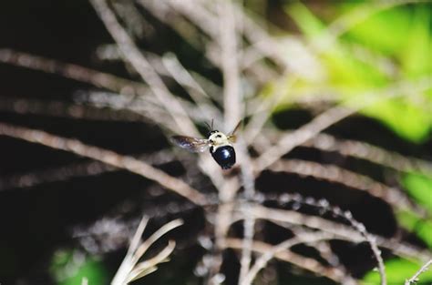 Image result for Bee Flying Front View