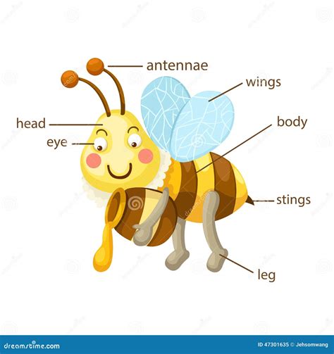 Bee Vocabulary Part Of Body Stock Vector - Image: 47301635