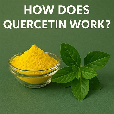 How Fast Does Quercetin Work