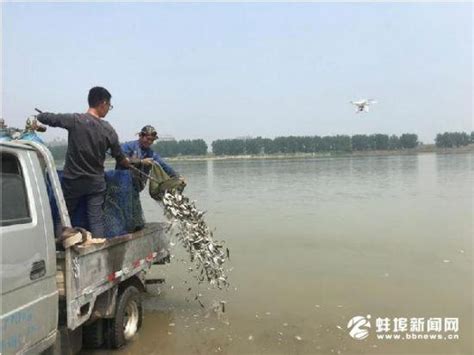 蚌埠增殖放流水生生物 - 每日頭條