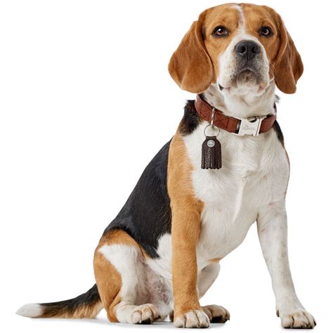 Dog collar belt style – Kanineindia