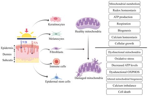 Role of Mitochondrial Dynamics in Skin Homeostasis: An Update
