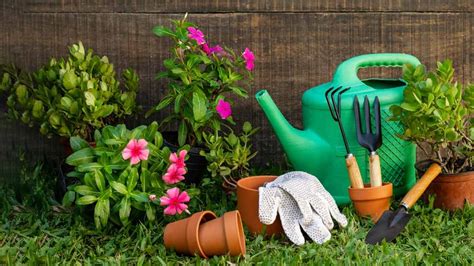 इन पौधों को भूल से भी नहीं लगाना चाहिए एक-दूसरे के करीब | plants should ...