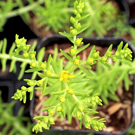Sedum mexicanum 'Lemon Ball' - Mountain Crest Gardens