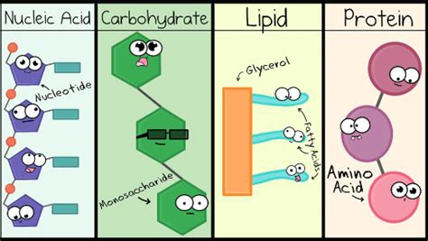 Image result for Macromolecules Building Blocks