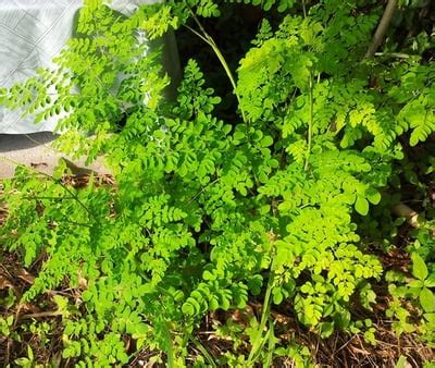 Leafy greens seeds