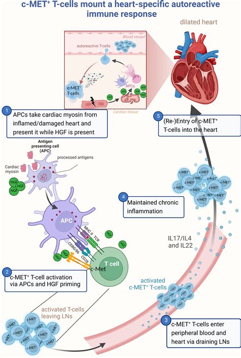 Straight to the Heart: T Cells That Specifically Target Cardiac Tissue | Circulation