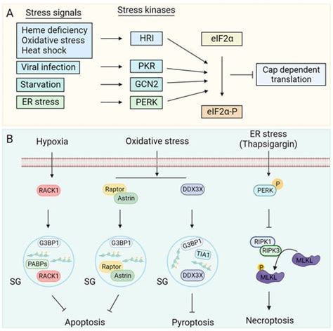 Cellular Stress: Modulator of Regulated Cell Death