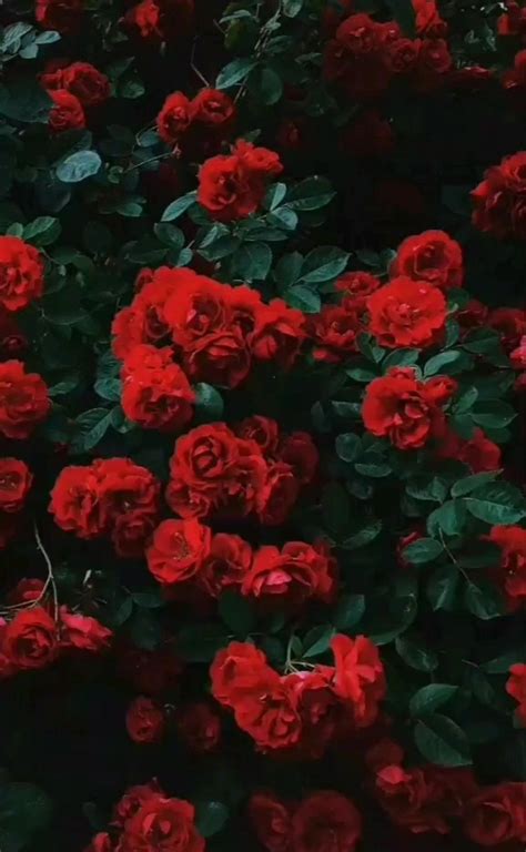 Pin by Jejena on ESTITIC | Red roses wallpaper, Flower iphone wallpaper ...