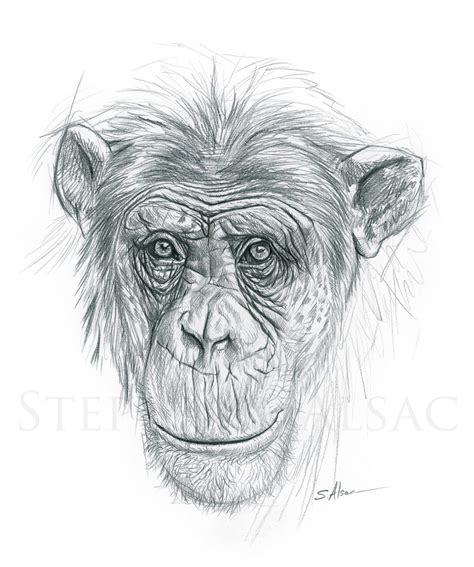 Chimpanzee Drawing The Chimp By Rik Saggers | Art2Arts