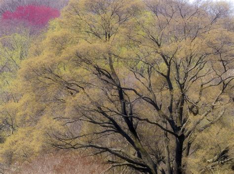 Image result for Pollen Coming Off Tree