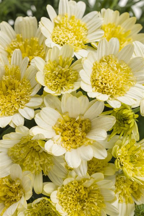 Bright Lights™ Double Moonglow - African Daisy - Osteospermum hybrid ...