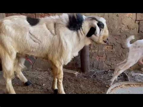 Image result for Goat Mating Behavior