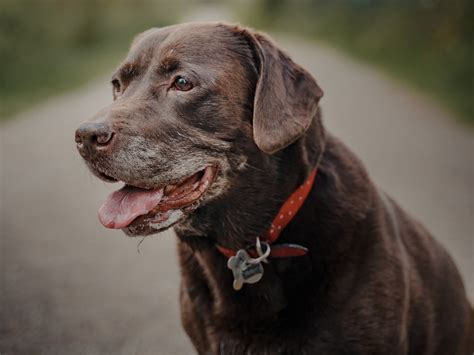 Do Dogs Really Have Lock Jaw