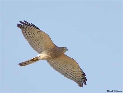 Shikra,શકરો બાજ