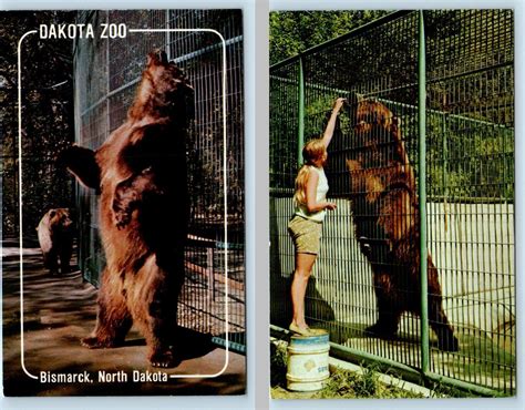 2 Postcards BISMARCK, ND ~ Dakota Zoo CLYDE "Alaskan Brown Bear" 1960s ...