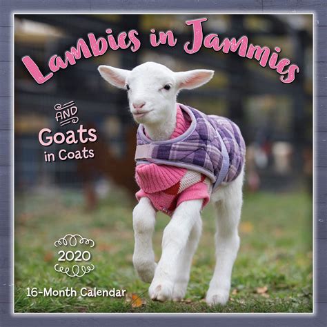 Lambies in Jammies & Goats in Coats 2020 Calendar : Sellers Publishing ...