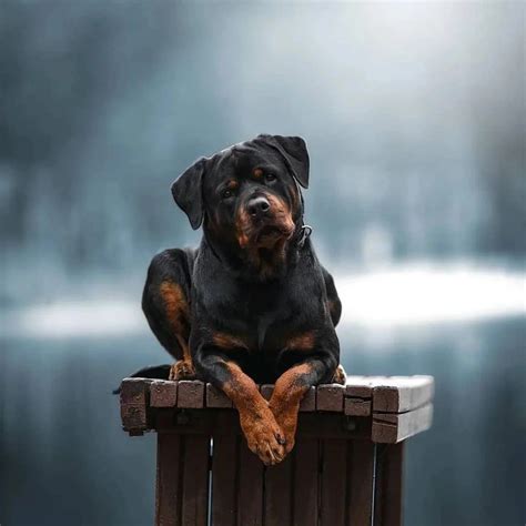 Rottweiler | Rottweiler mom and her only daughter in her litter April 💖
-
📽| Credits to @kaiboss_kennels & @rottie_girl
📲| Check their awesome profile &... | Instagram