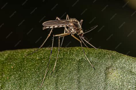 Premium Photo | Adult female culicine mosquito