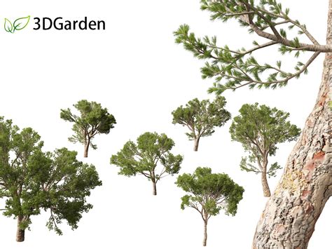Pinus halepensis - the Aleppo pine 3D Model - 3DGardenPlants