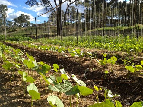 Image result for Method of String Bean Banjo