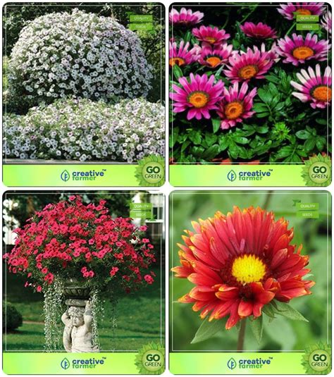 Creative Farmer Flower Seeds : Plant Seeds For Office Outdoor Combo ...