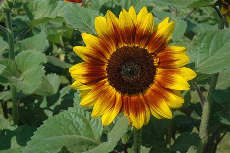 Different Types Of Sunflowers