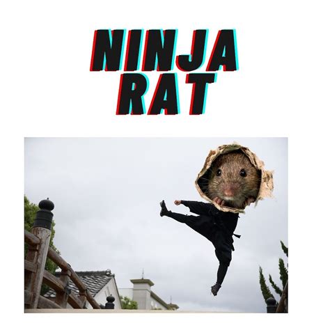 How worried should we be about rats getting back onto the peninsula ...