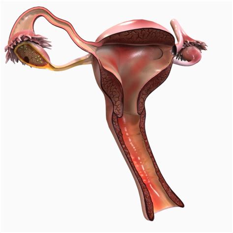 generate a vagina image