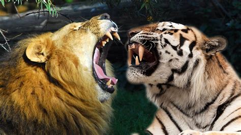 狮虎斗的结局是哪边赢？从老虎和狮子的牙齿长度就可以看出来