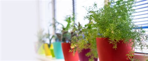 5 Tips On How To Keep Plants Alive