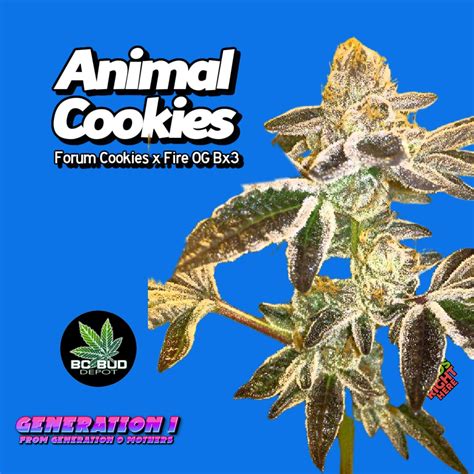 Animal Cookies Clones for Sale | HLVD Tested | Live Arrival Guarantee