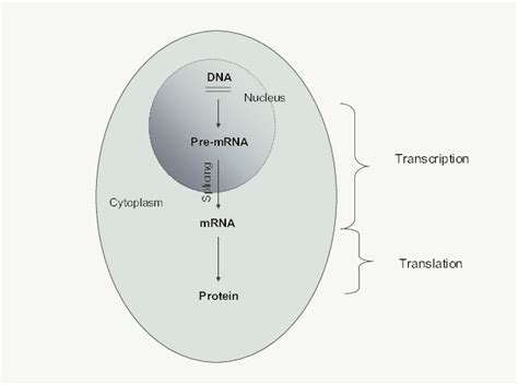 Image result for Cell Stage Gene Expression