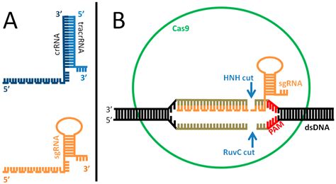 CRISPR-Cas and Its Wide-Ranging Applications: From Human Genome Editing ...