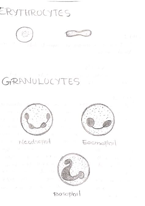 +2 Zoology Practical Record (15) - Plus two science - Studocu