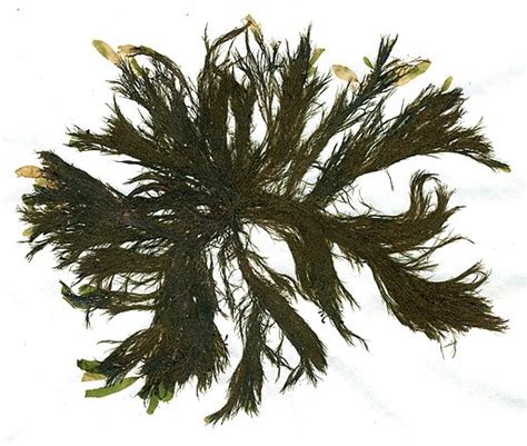 Identify the organisms — task. Science State Board, Class 7.