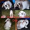 Image result for baby holland lop bunnies care