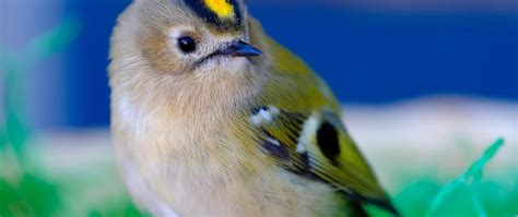 Image result for PyQt vs wxPython