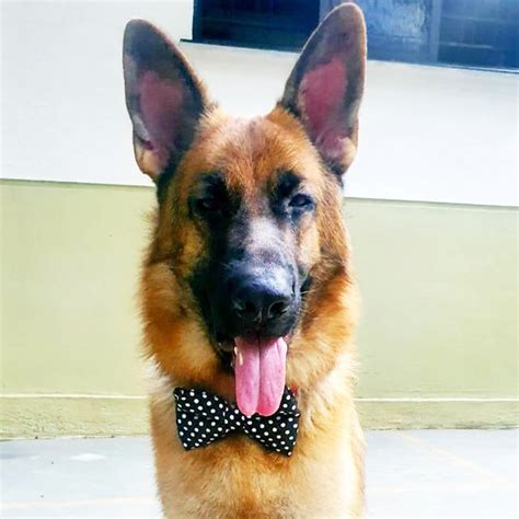 Polka Dots Printed Bow Tie — PetFeast