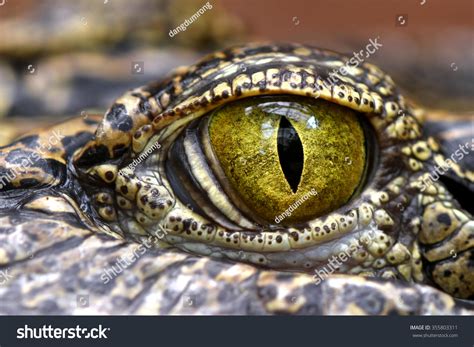 Crocodile Animal