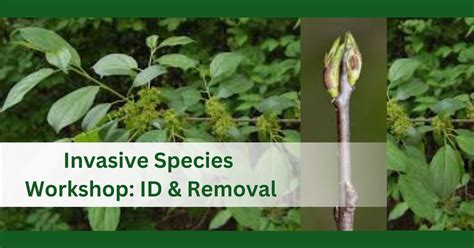 Invasive Species ID & Removal: an environmental stewardship workshop ...
