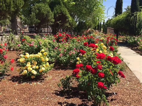 El Paso Rose Garden Opens, Ready to Showcase Spring Blooms