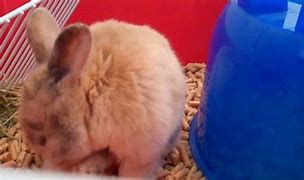 Image result for Cute White Baby Bunny