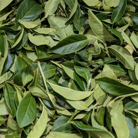 Image result for Tea Withering Process