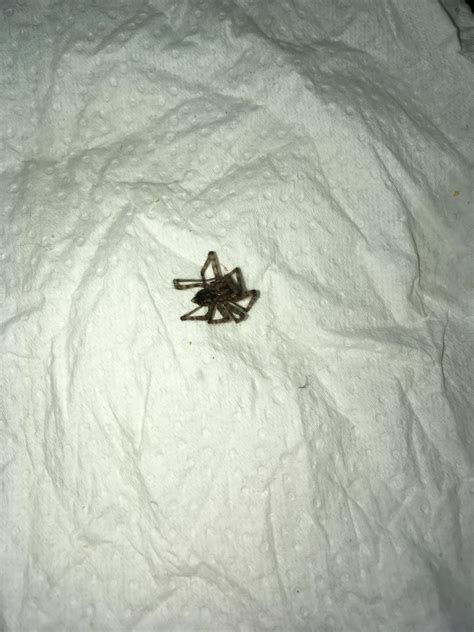 Can any one tell what kind of spider is this? Found it dead in the ...