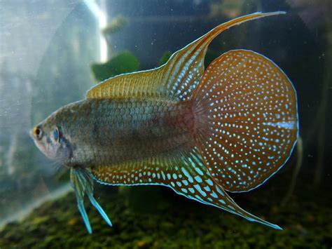 斗鱼什么礼物最多最新素材